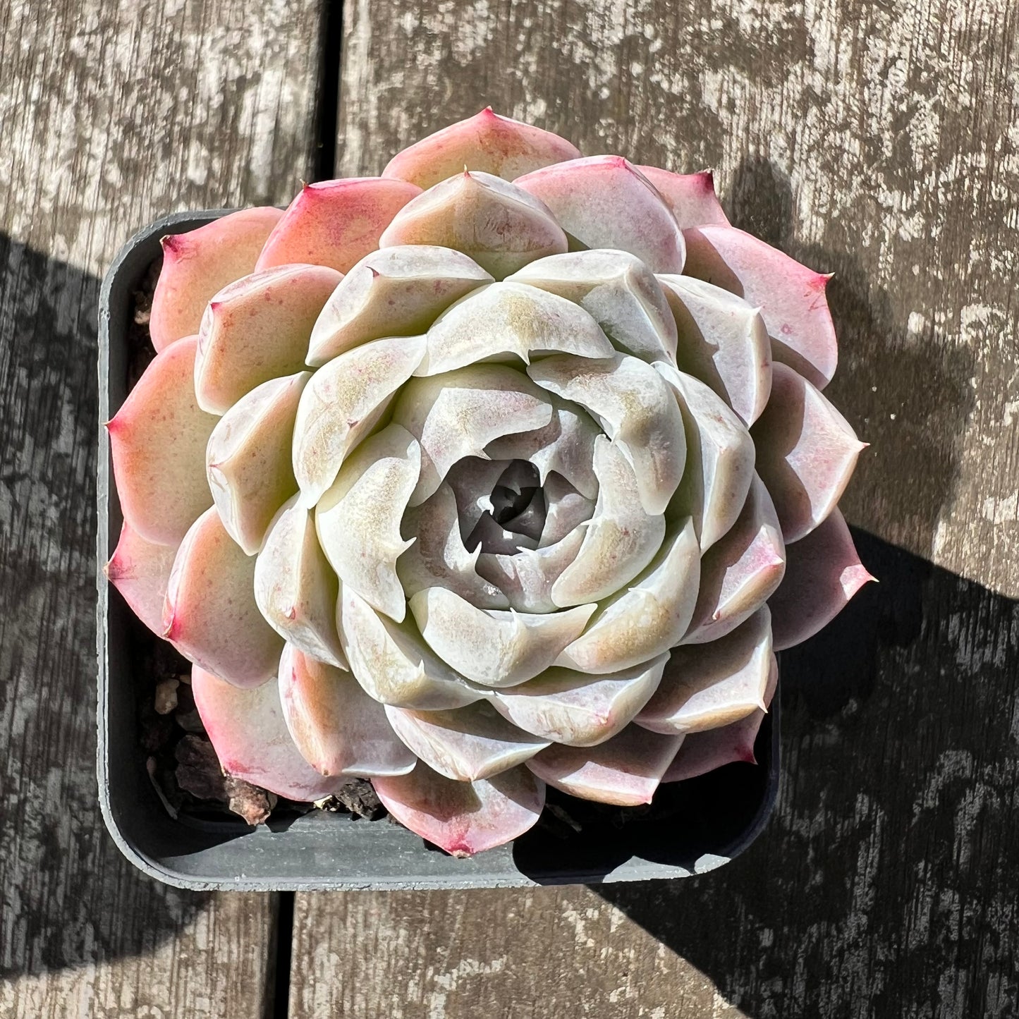 0608 Echeveria Lilo