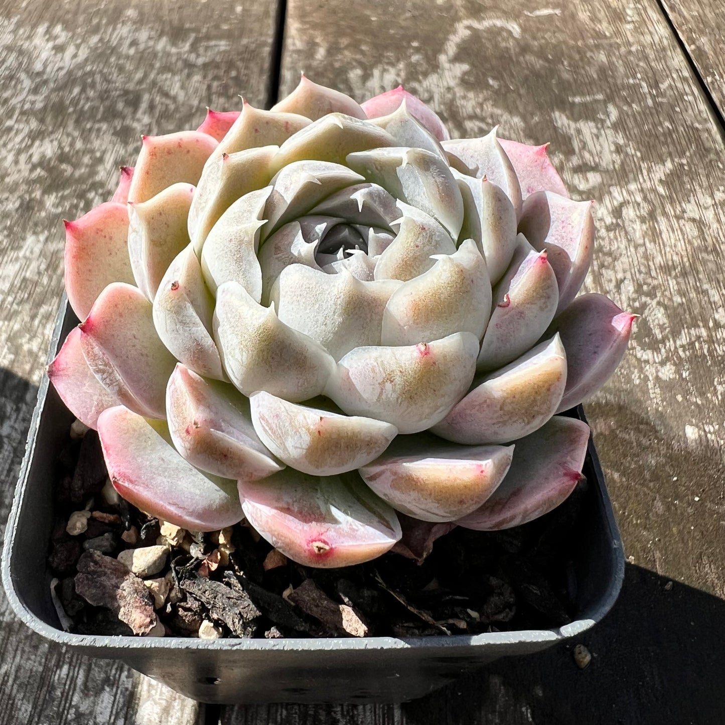 0608 Echeveria Lilo