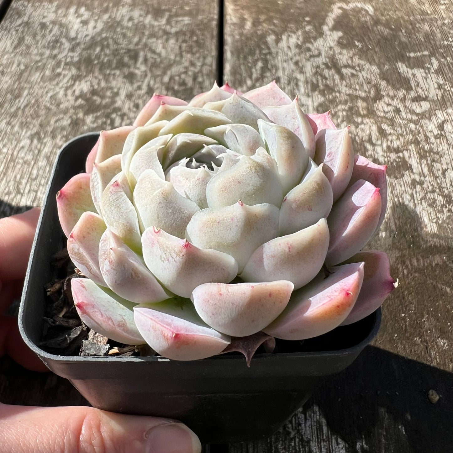 0608 Echeveria Lilo