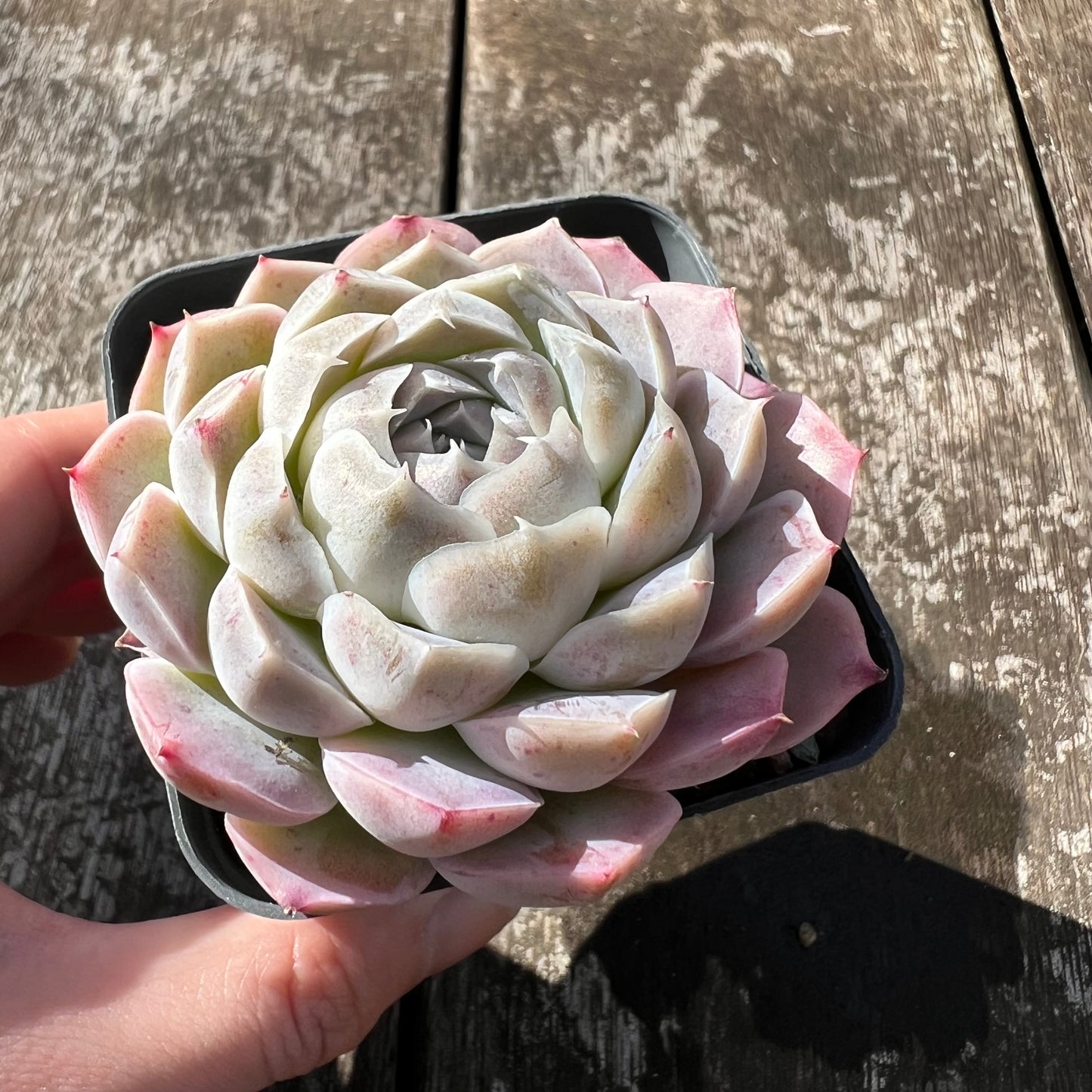 0608 Echeveria Lilo