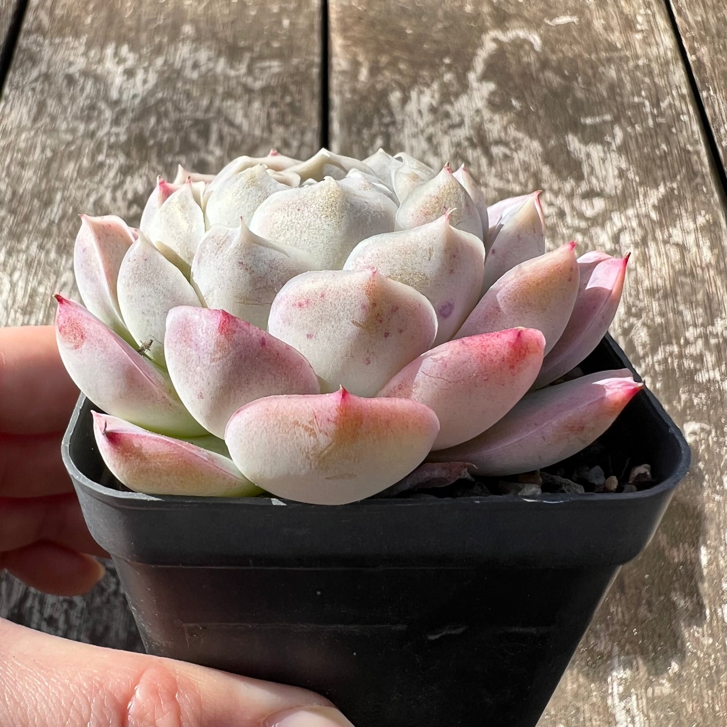 0608 Echeveria Lilo