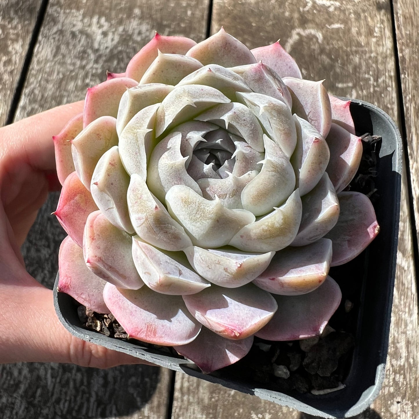 0608 Echeveria Lilo