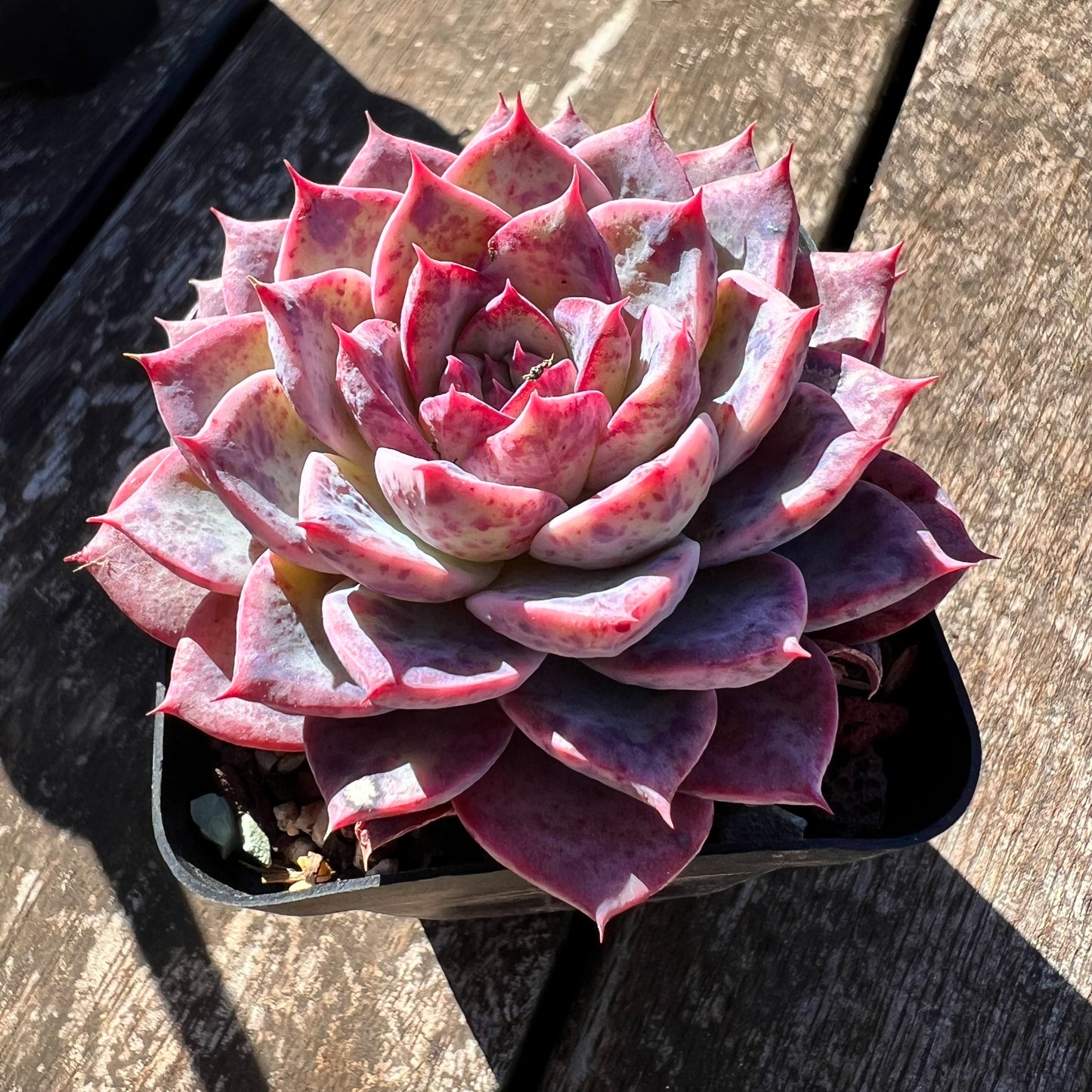 0608 Echeveria Lovely Bear