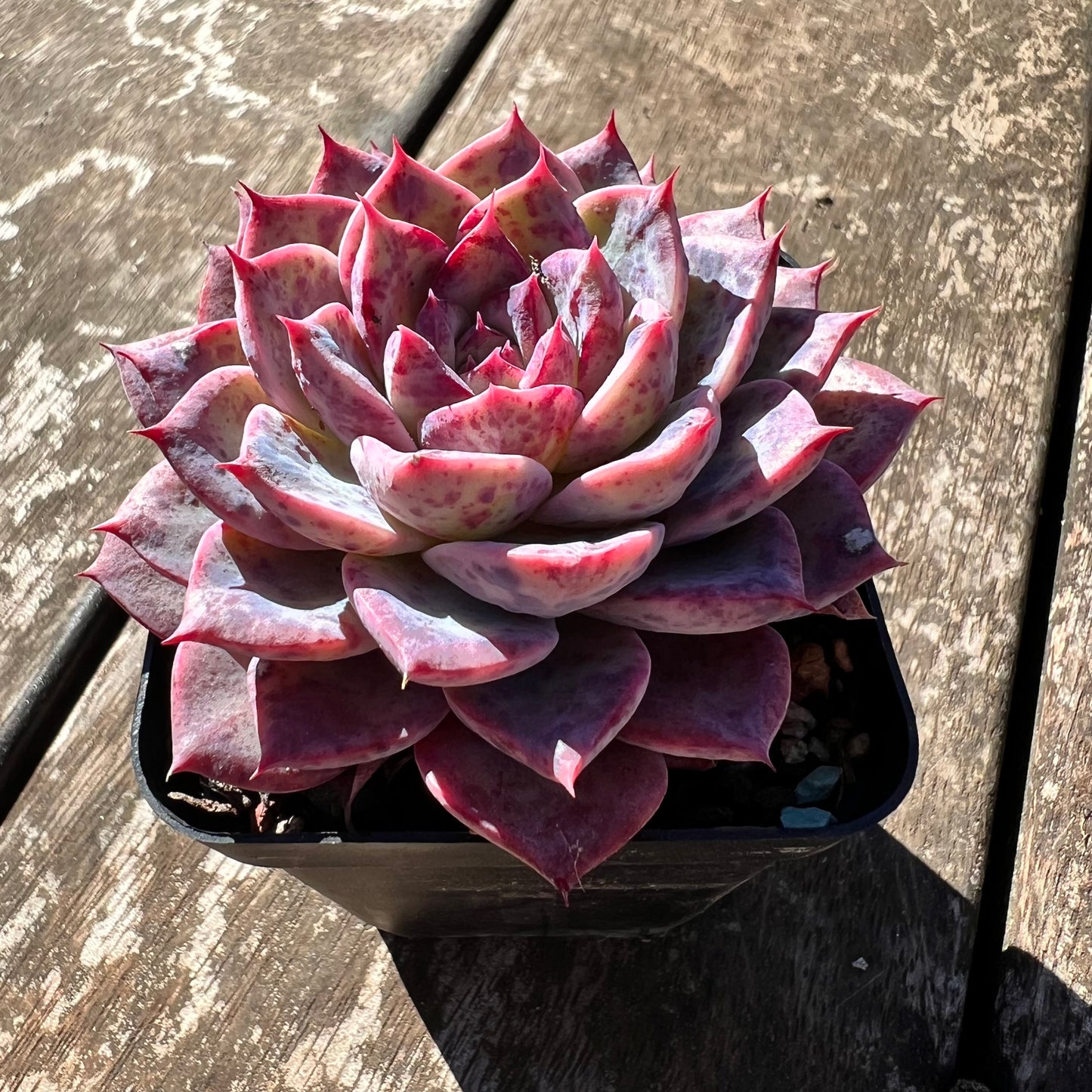 0608 Echeveria Lovely Bear