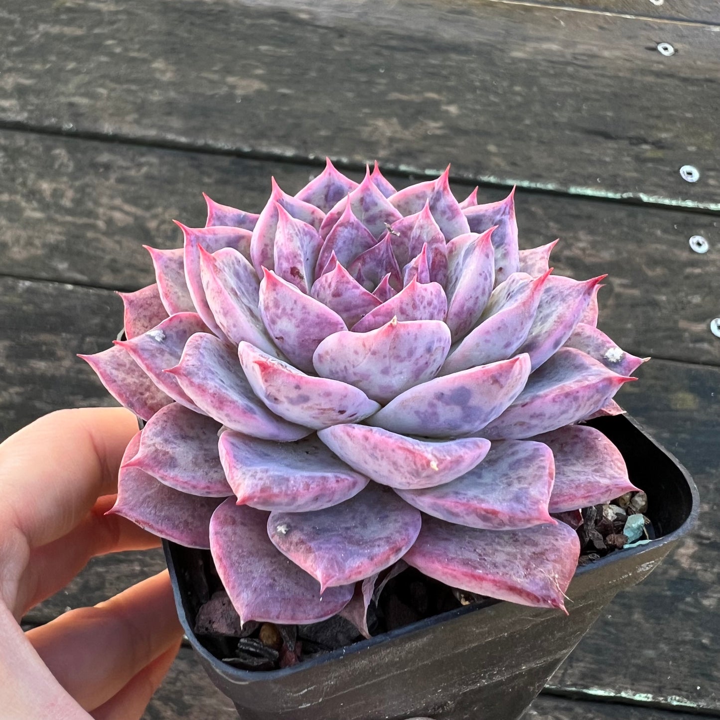 0608 Echeveria Lovely Bear