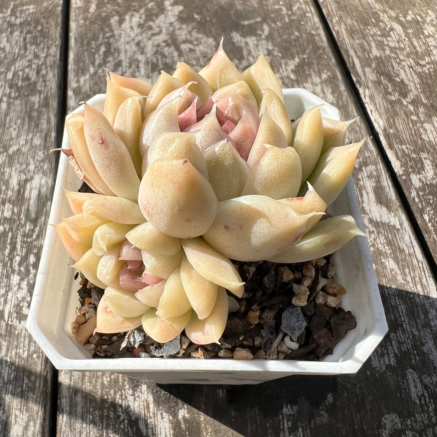 3007 Echeveria Malgan 'Purple heart'