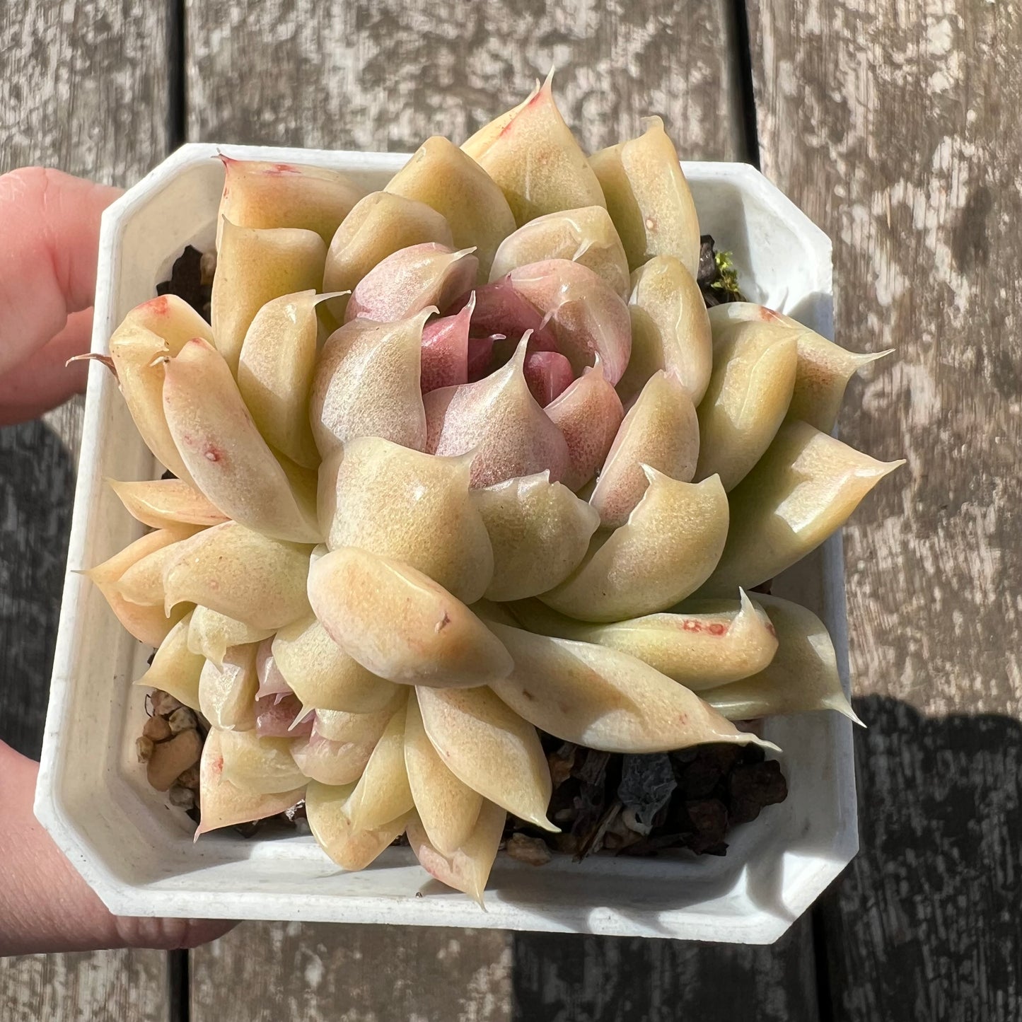 3007 Echeveria Malgan 'Purple heart'