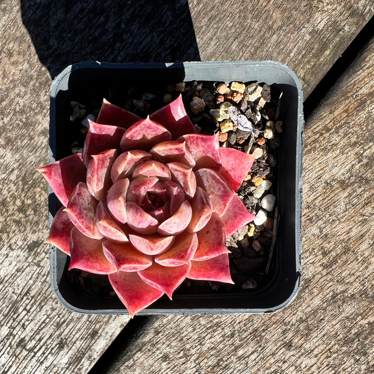 3007 Echeveria Mohican