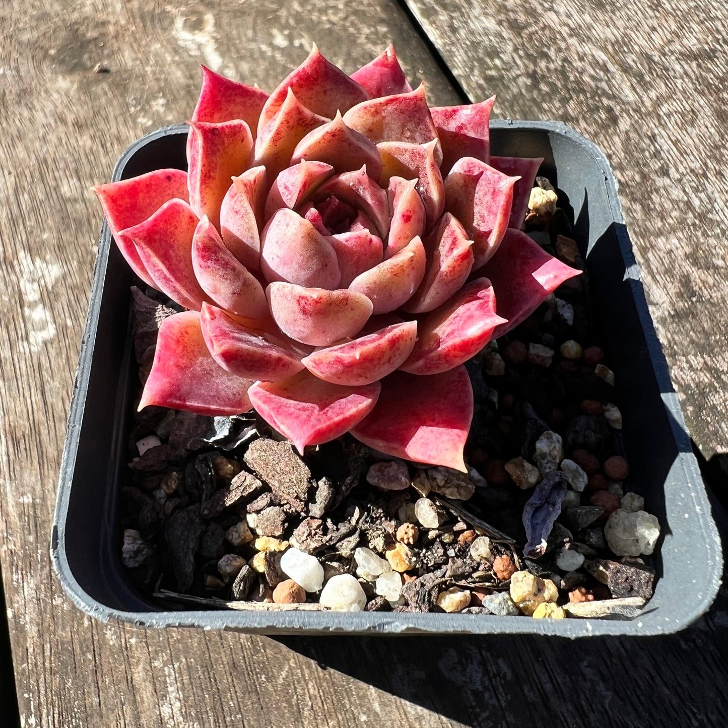 3007 Echeveria Mohican