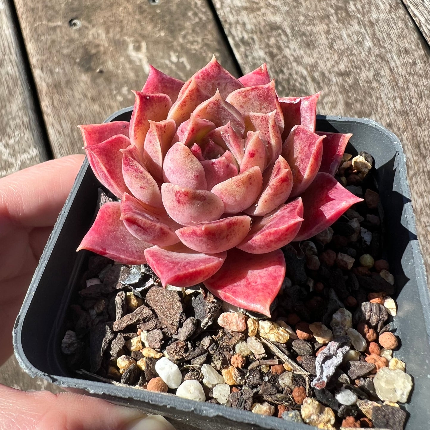 3007 Echeveria Mohican