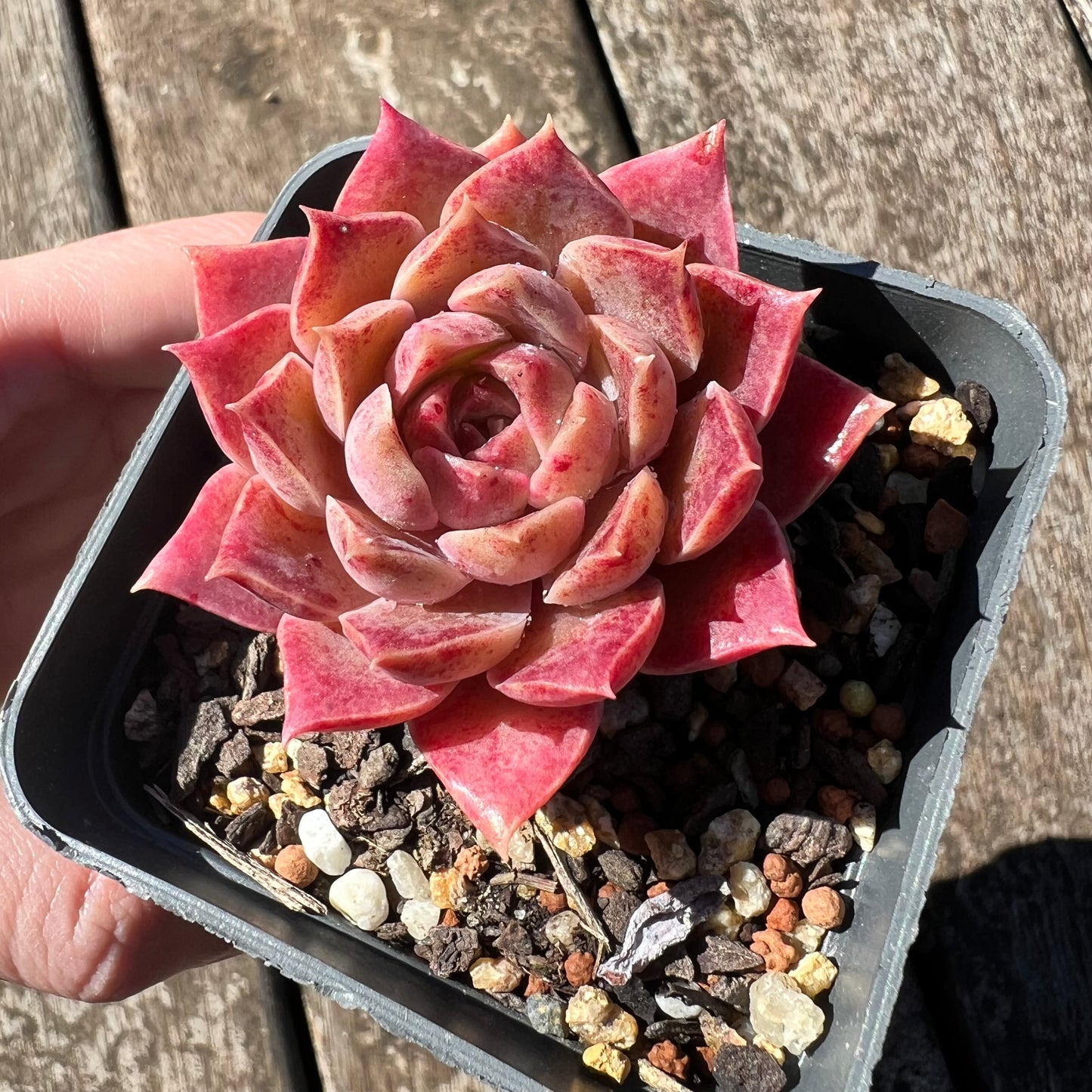 3007 Echeveria Mohican