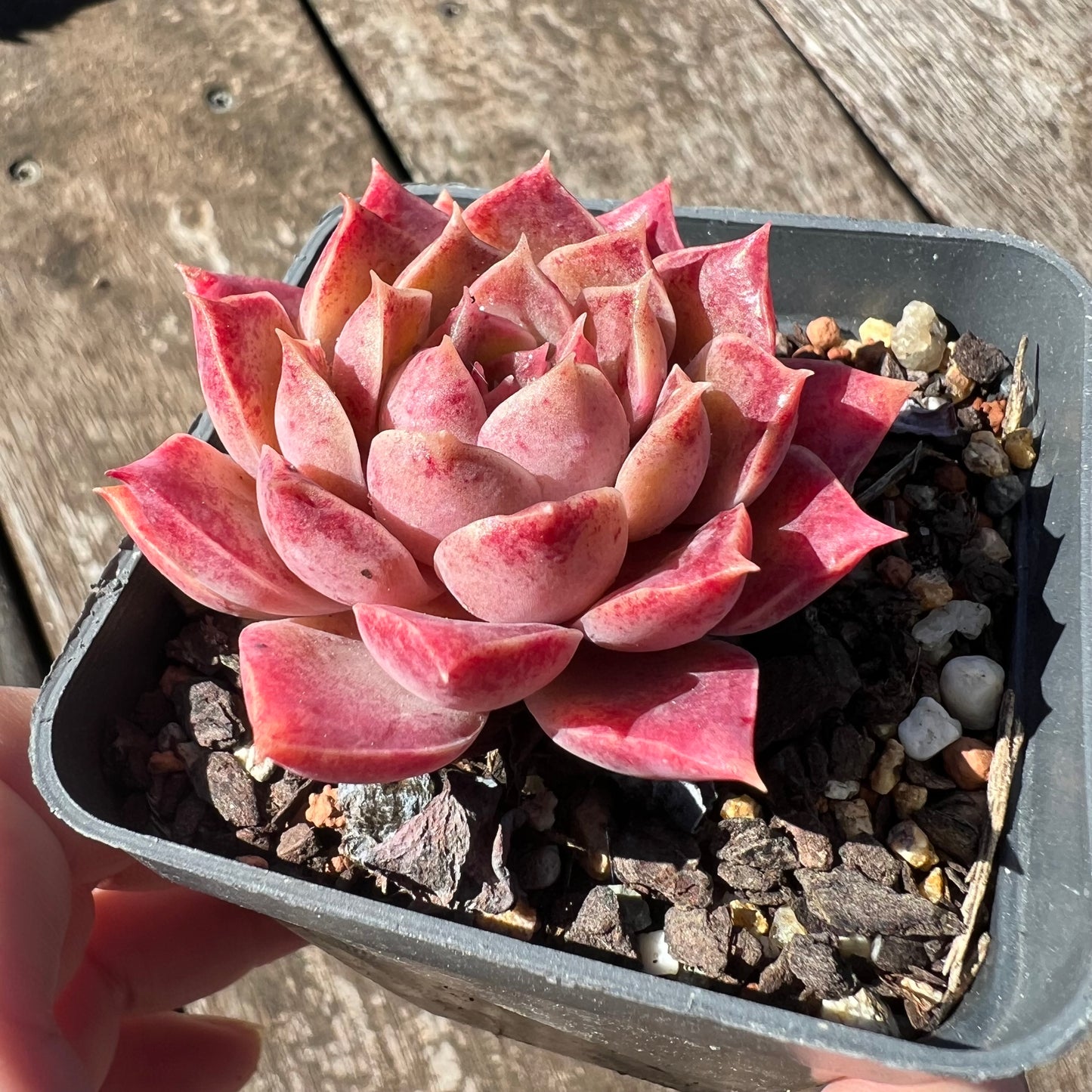 3007 Echeveria Mohican