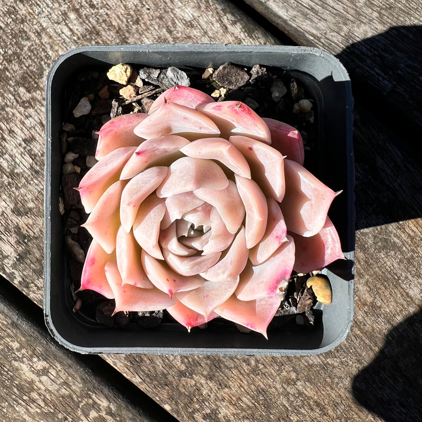 3007 Echeveria Pink Elegans