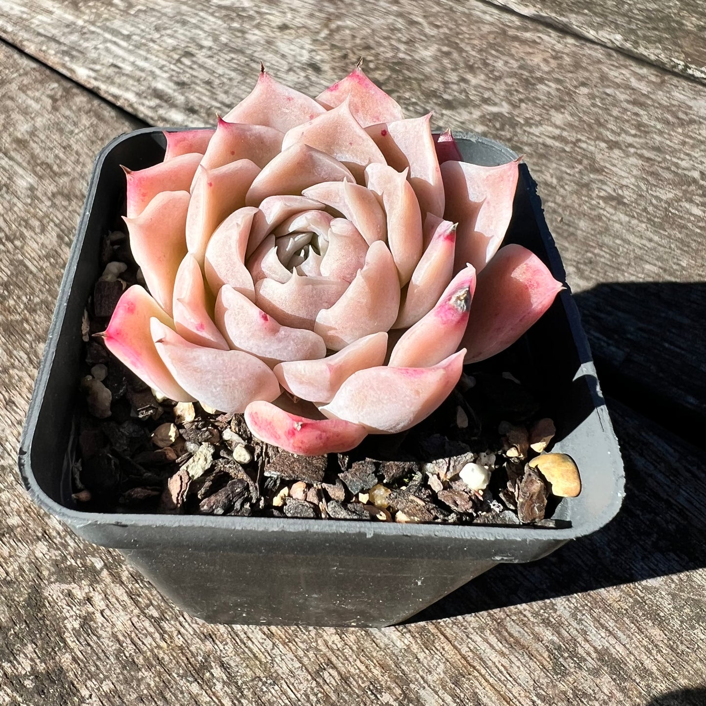 3007 Echeveria Pink Elegans