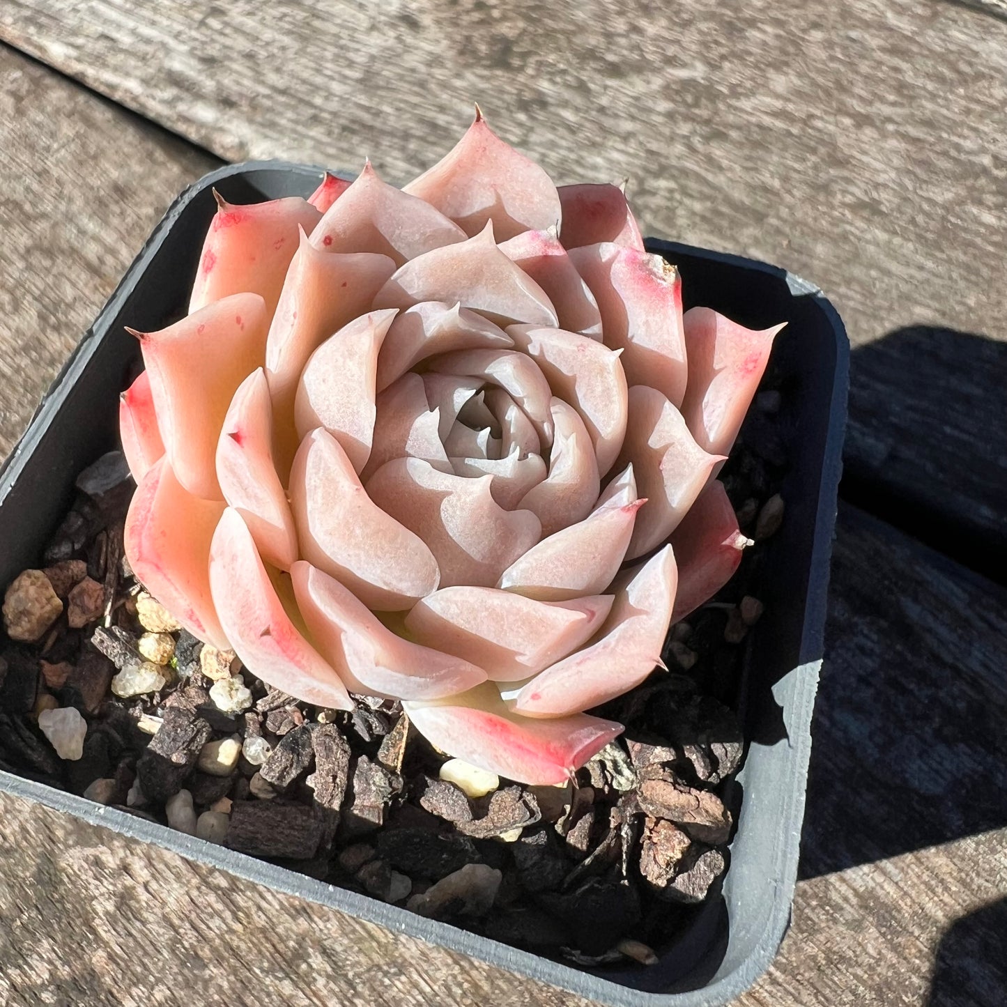 3007 Echeveria Pink Elegans