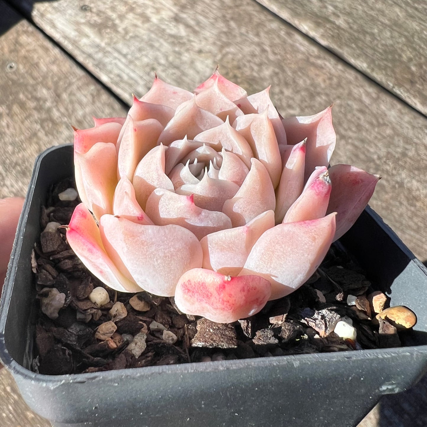 3007 Echeveria Pink Elegans