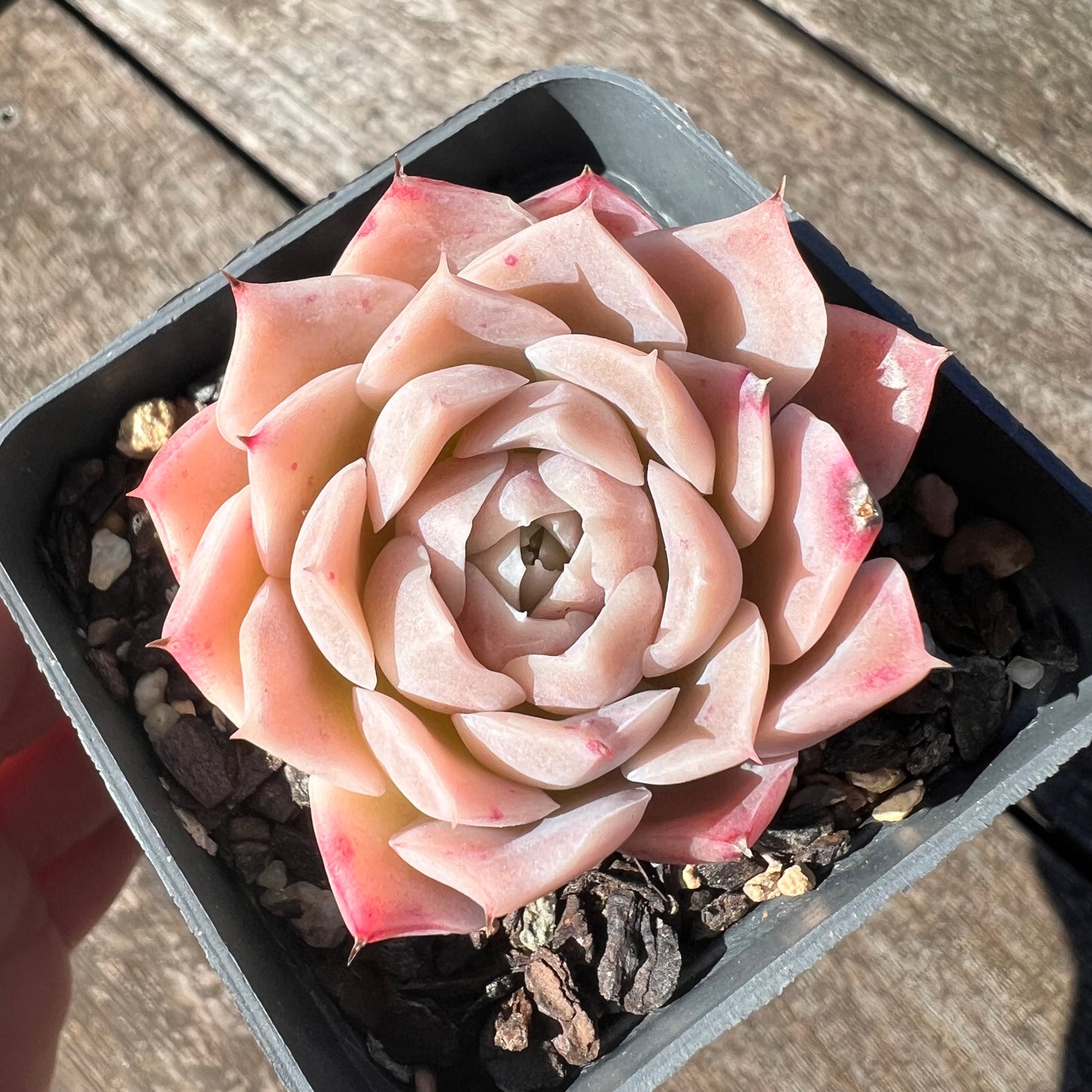 3007 Echeveria Pink Elegans