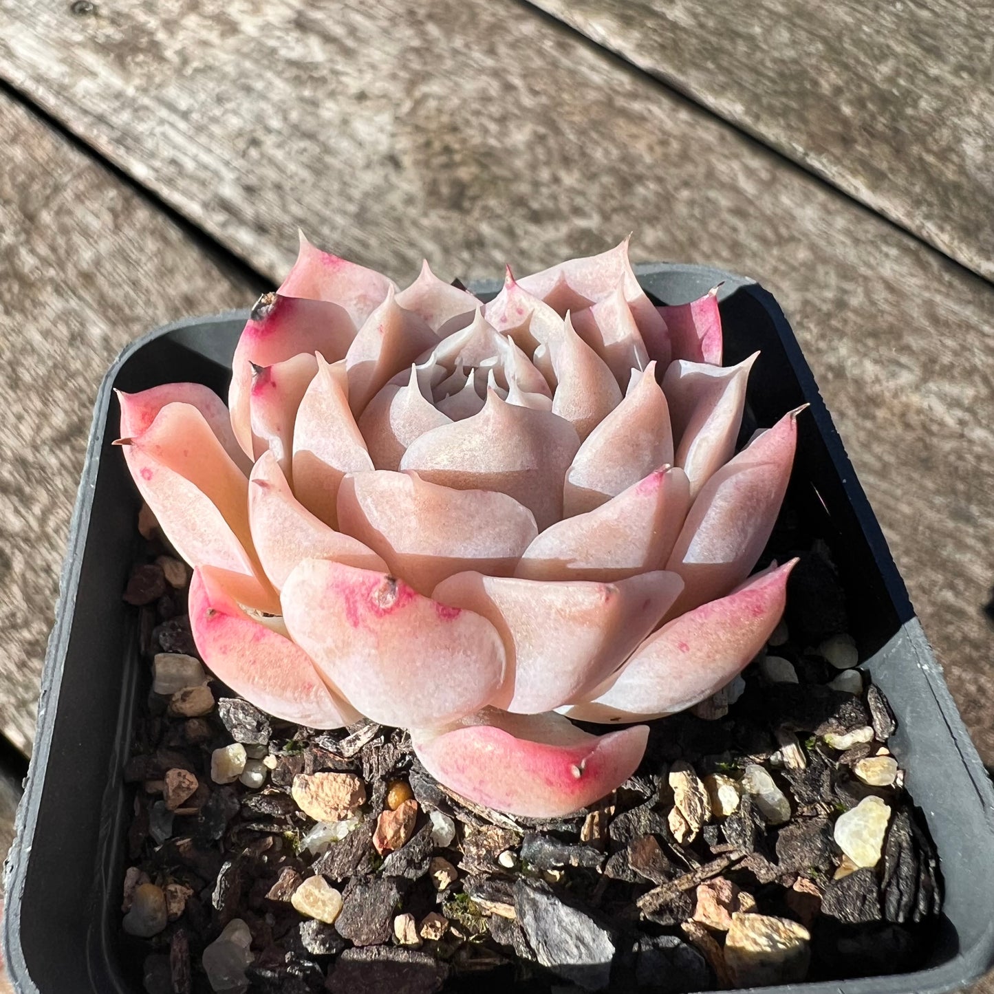 3007 Echeveria Pink Elegans