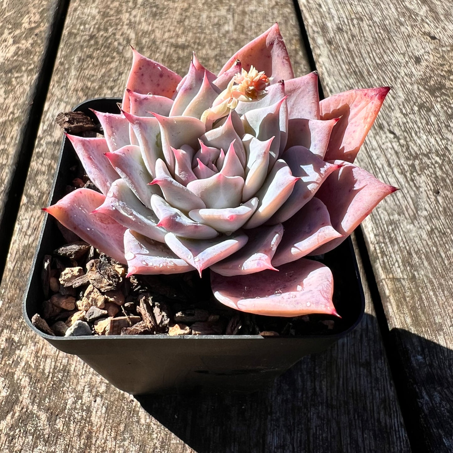 3007 Echeveria Polaris