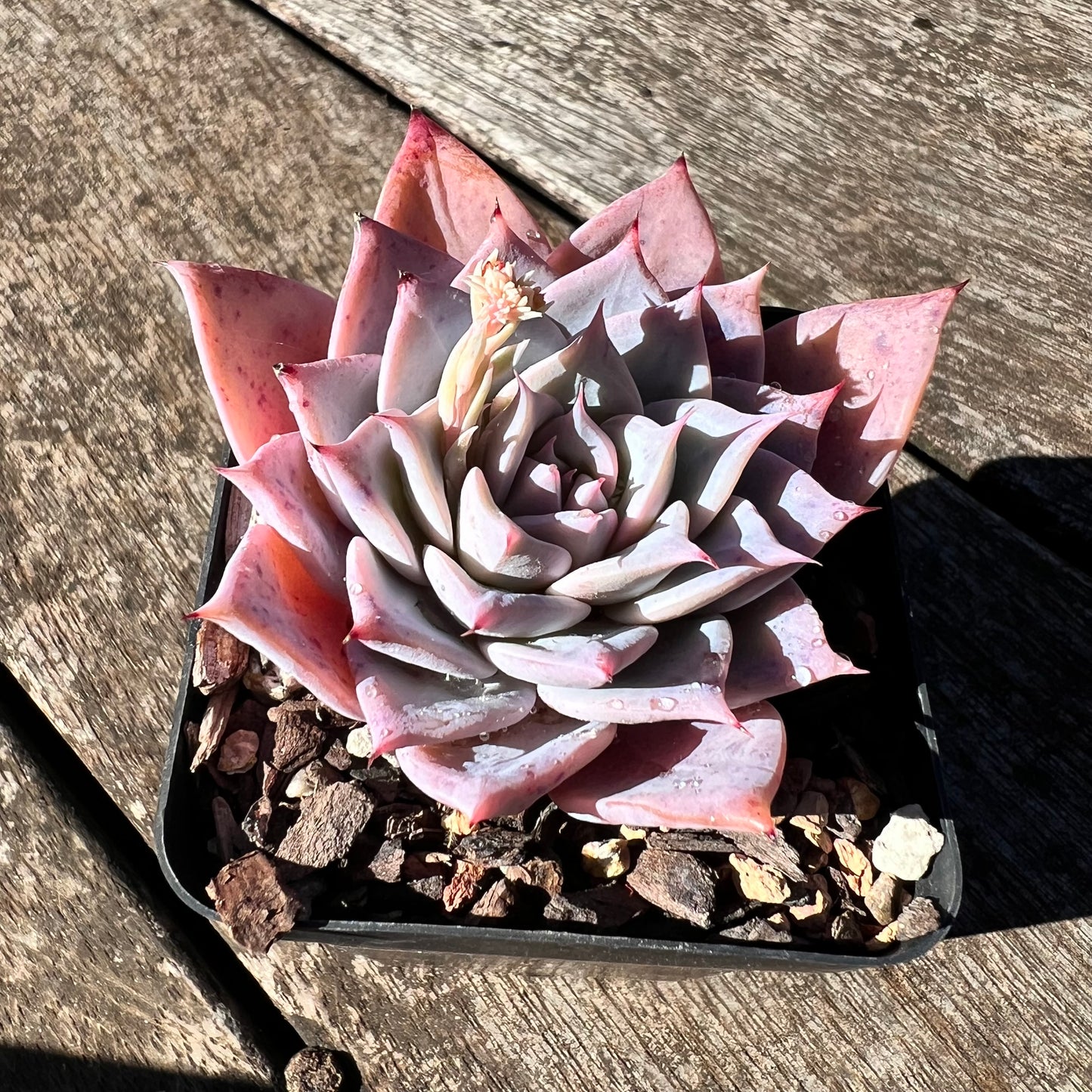 3007 Echeveria Polaris