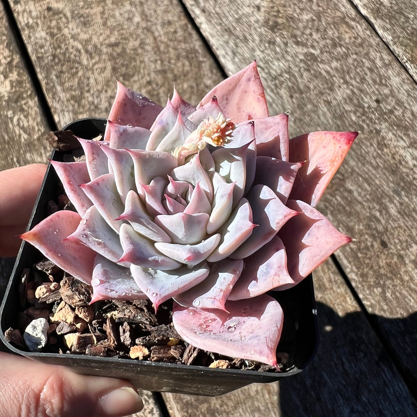 3007 Echeveria Polaris