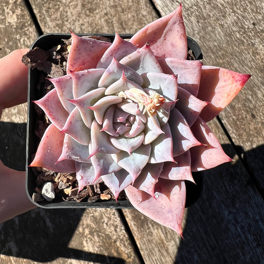 3007 Echeveria Polaris