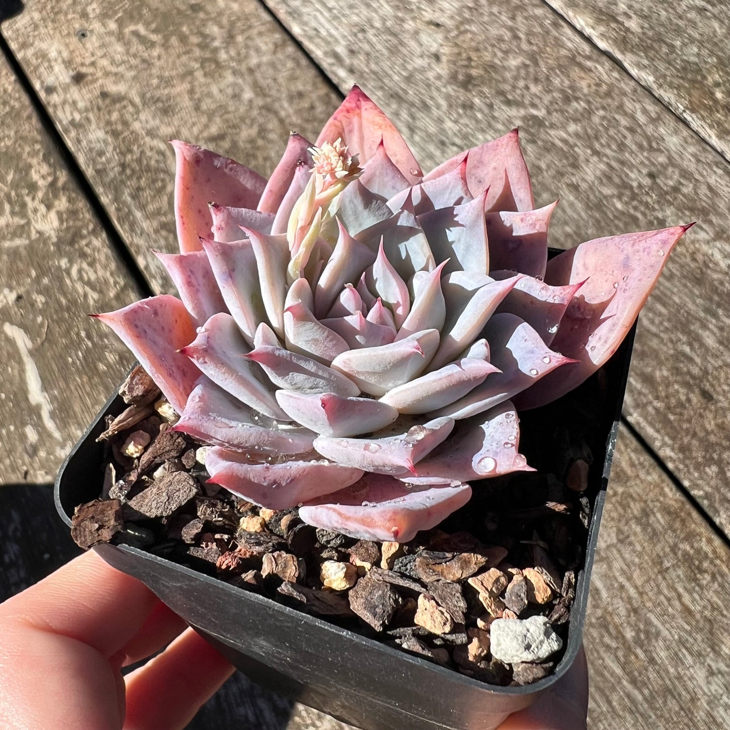 3007 Echeveria Polaris