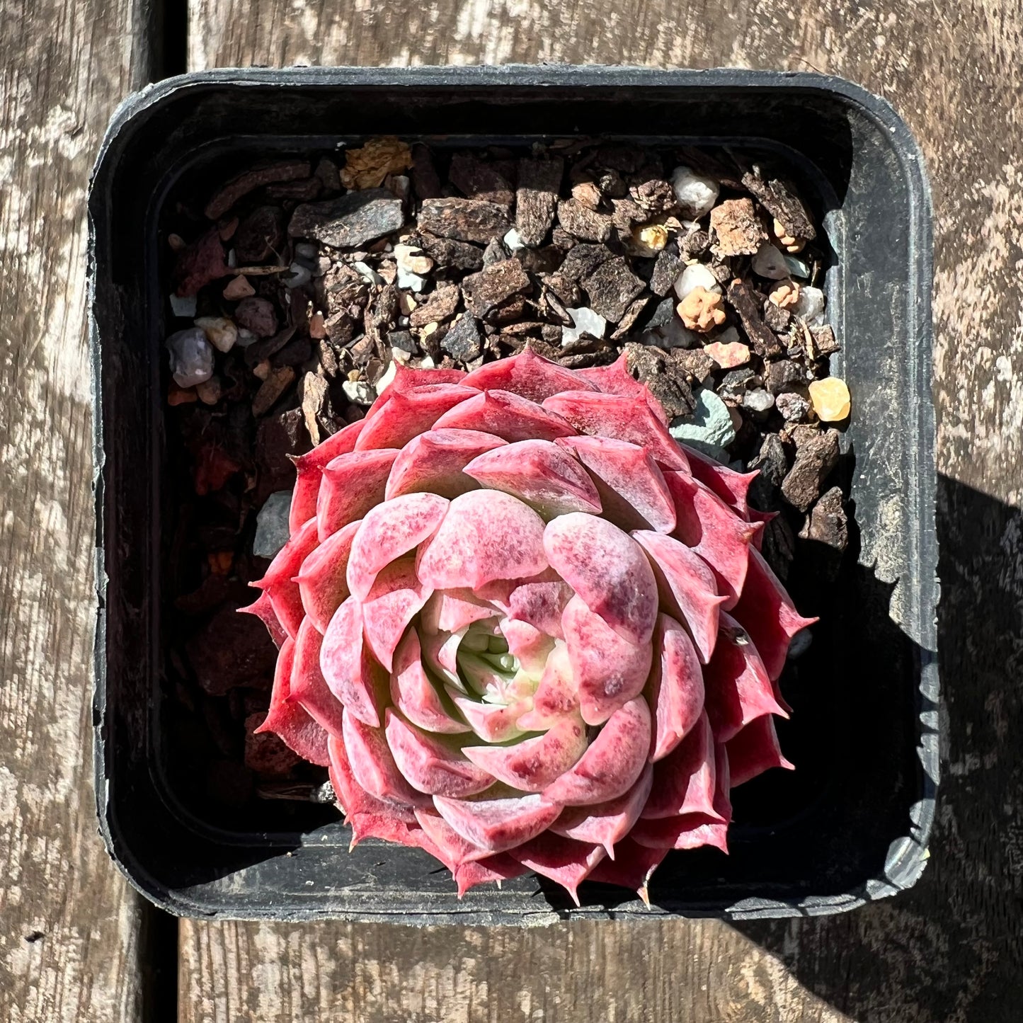 3007 Echeveria 'Red Hole'