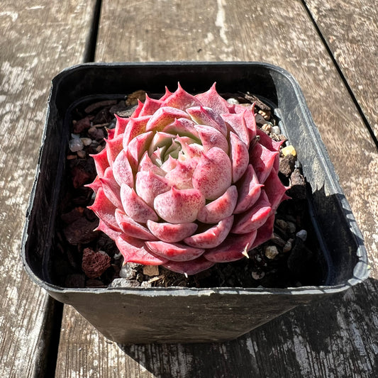 3007 Echeveria 'Red Hole'