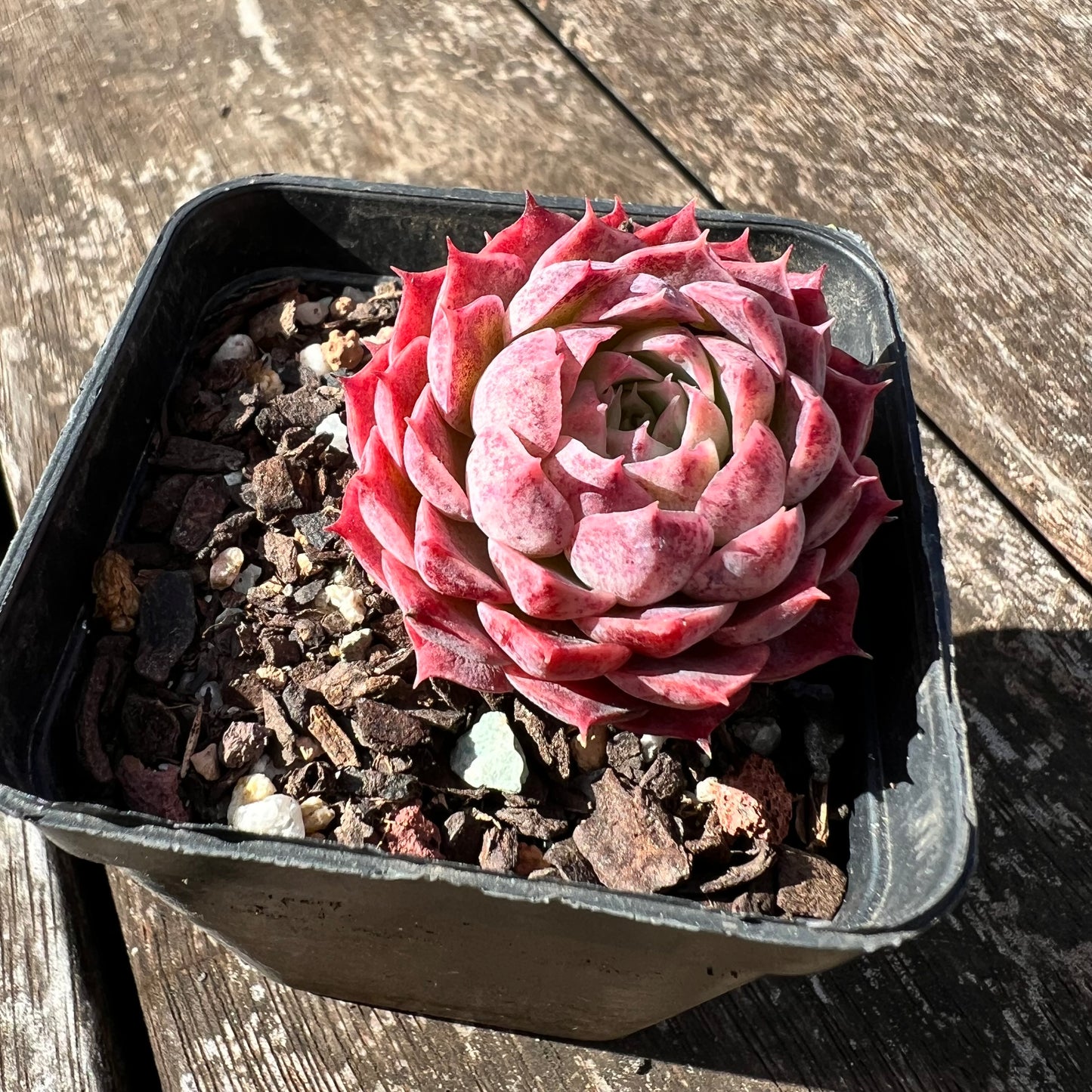 3007 Echeveria 'Red Hole'