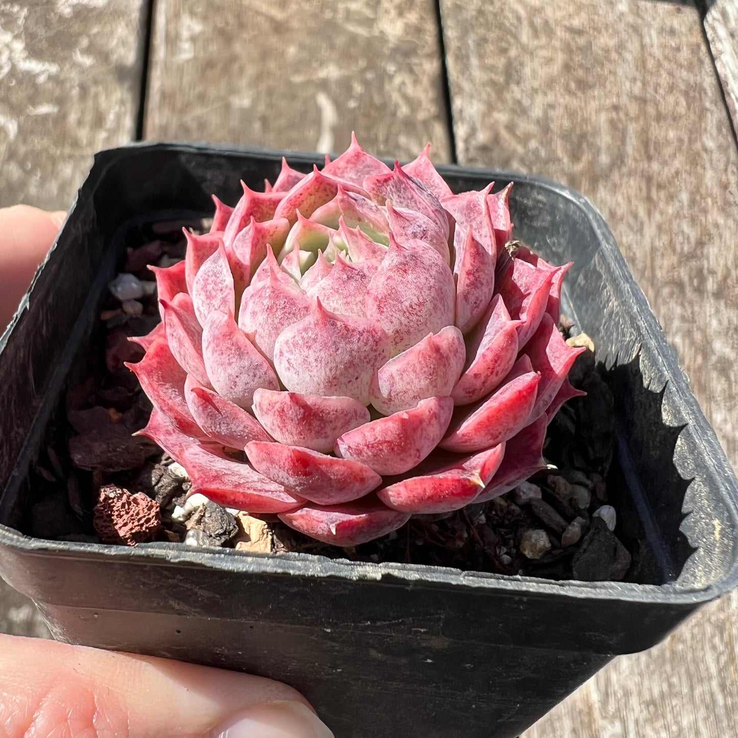 3007 Echeveria 'Red Hole'