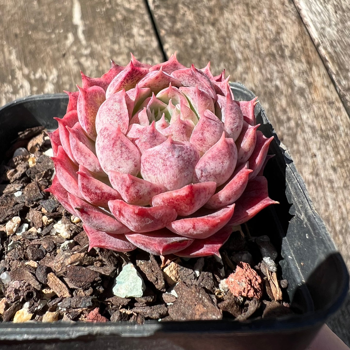 3007 Echeveria 'Red Hole'