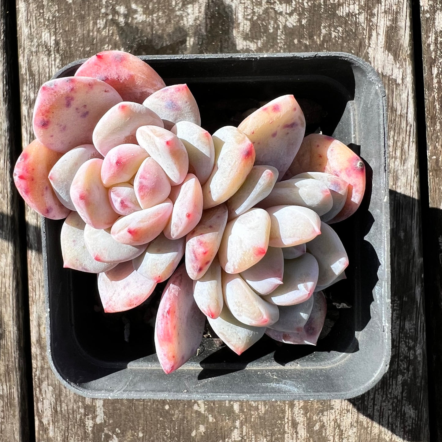 0907 Echeveria Snow Angel (double)