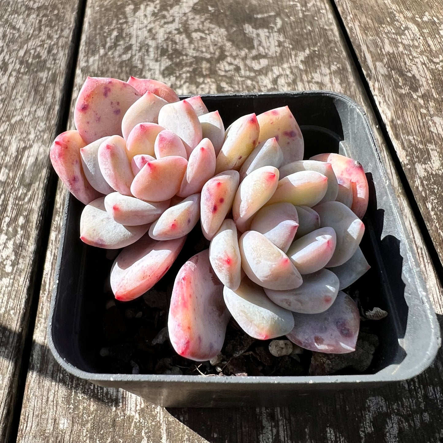 0907 Echeveria Snow Angel (double)