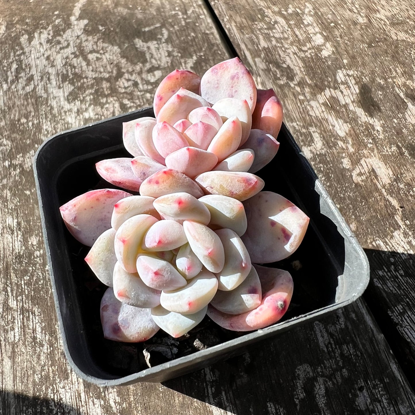 0907 Echeveria Snow Angel (double)