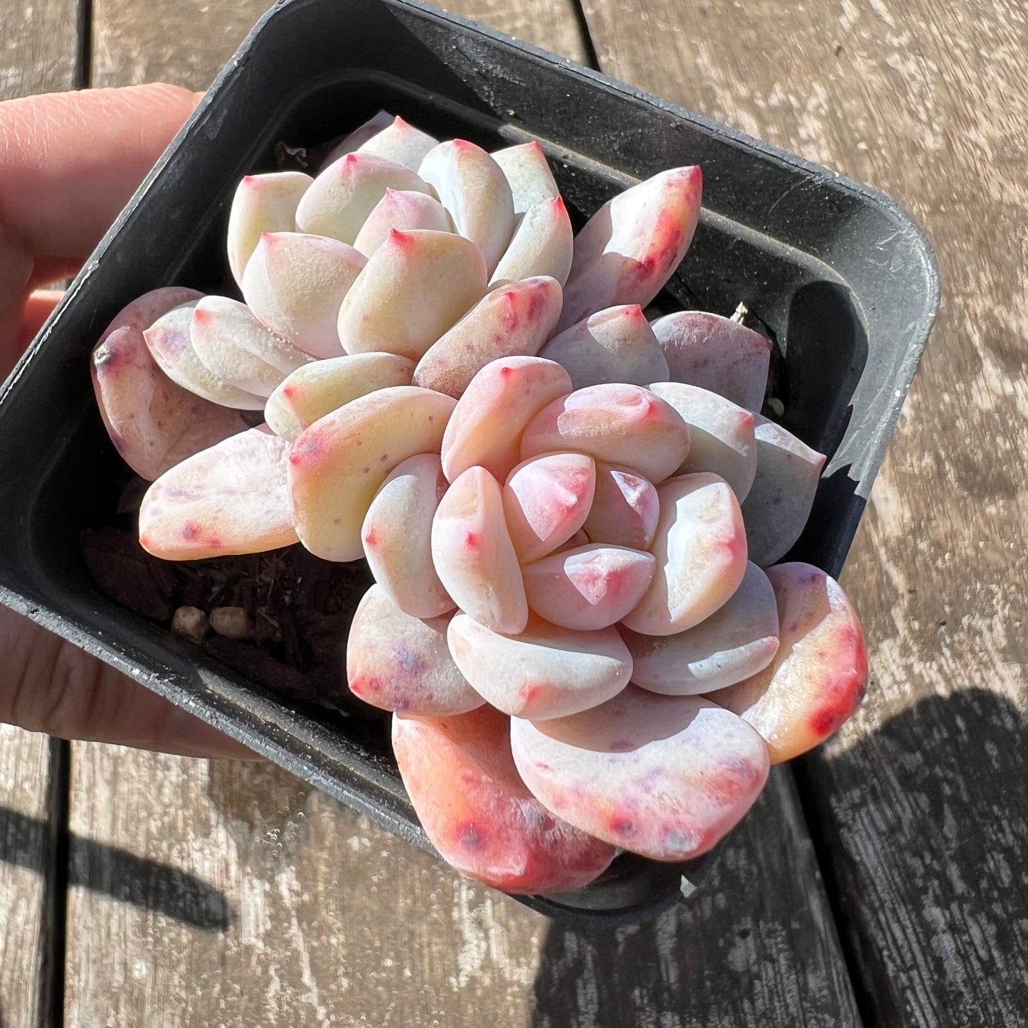 0907 Echeveria Snow Angel (double)