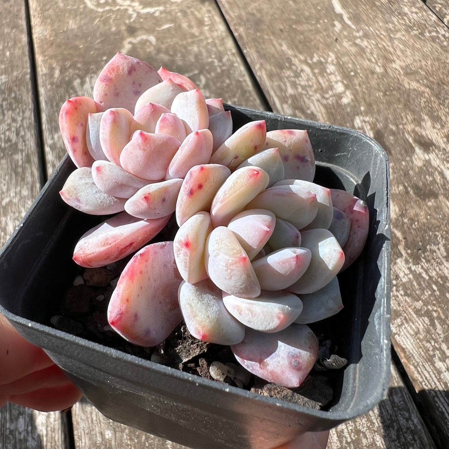 0907 Echeveria Snow Angel (double)