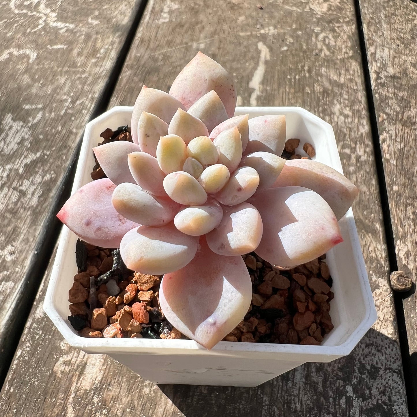 0608 Echeveria Snow Princess