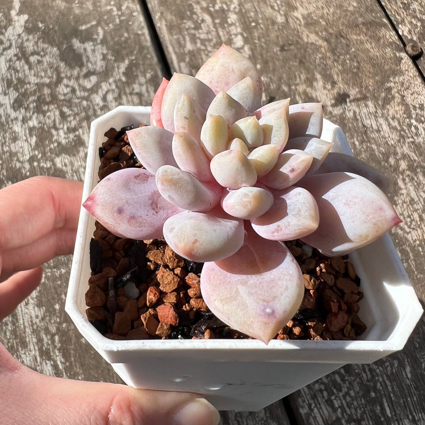 0608 Echeveria Snow Princess