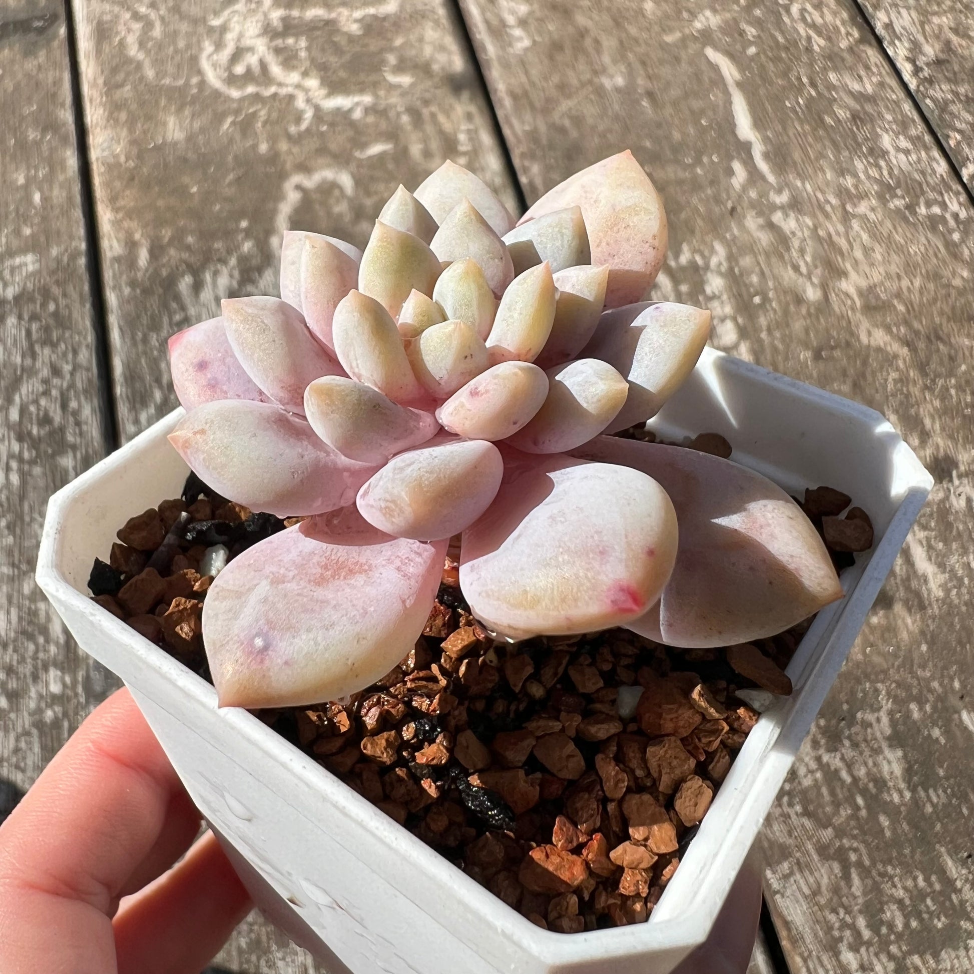 ice princess succulent 0608 Echeveria Snow Princess – Bella Succulent Garden