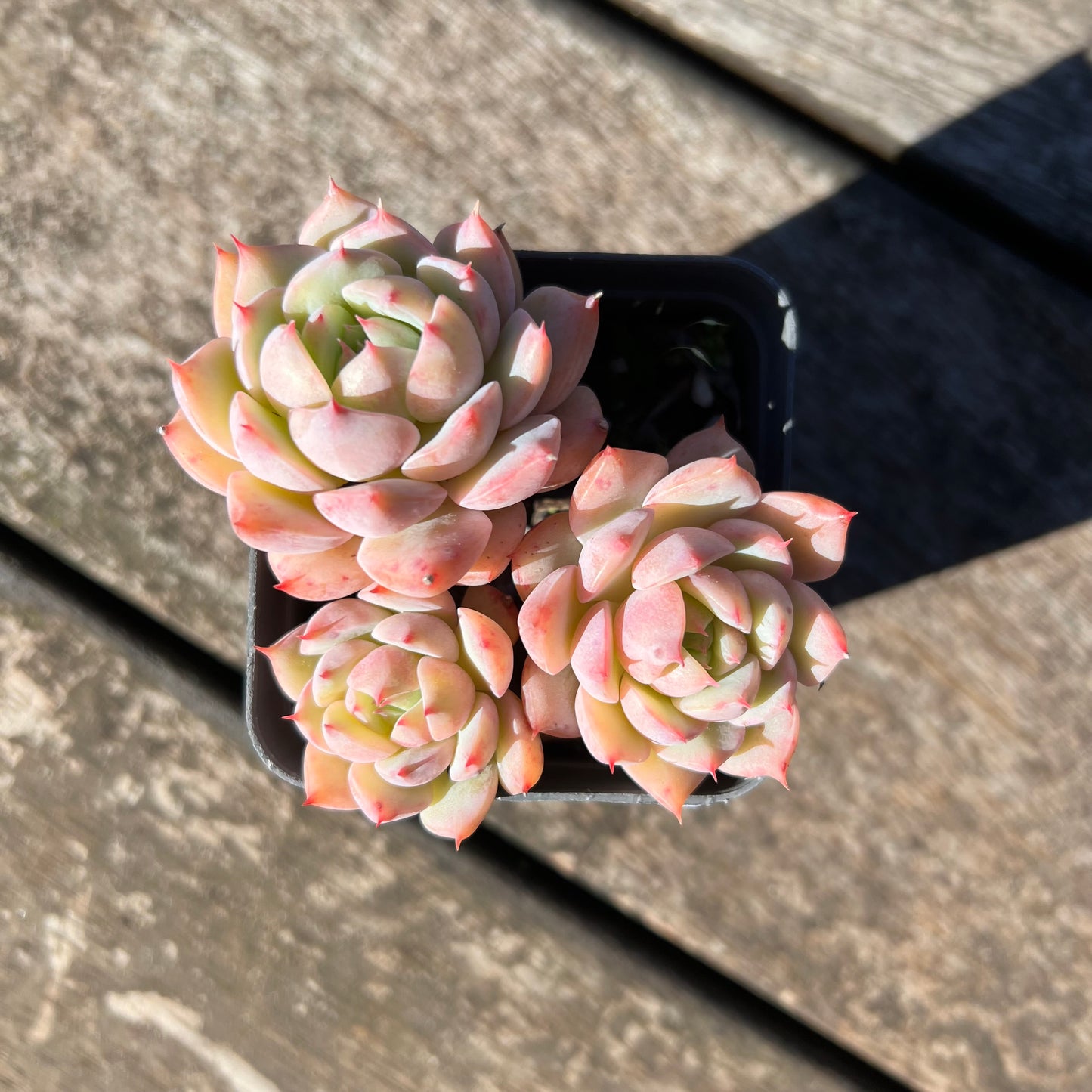 3007 Echeveria Tippy (Multi)