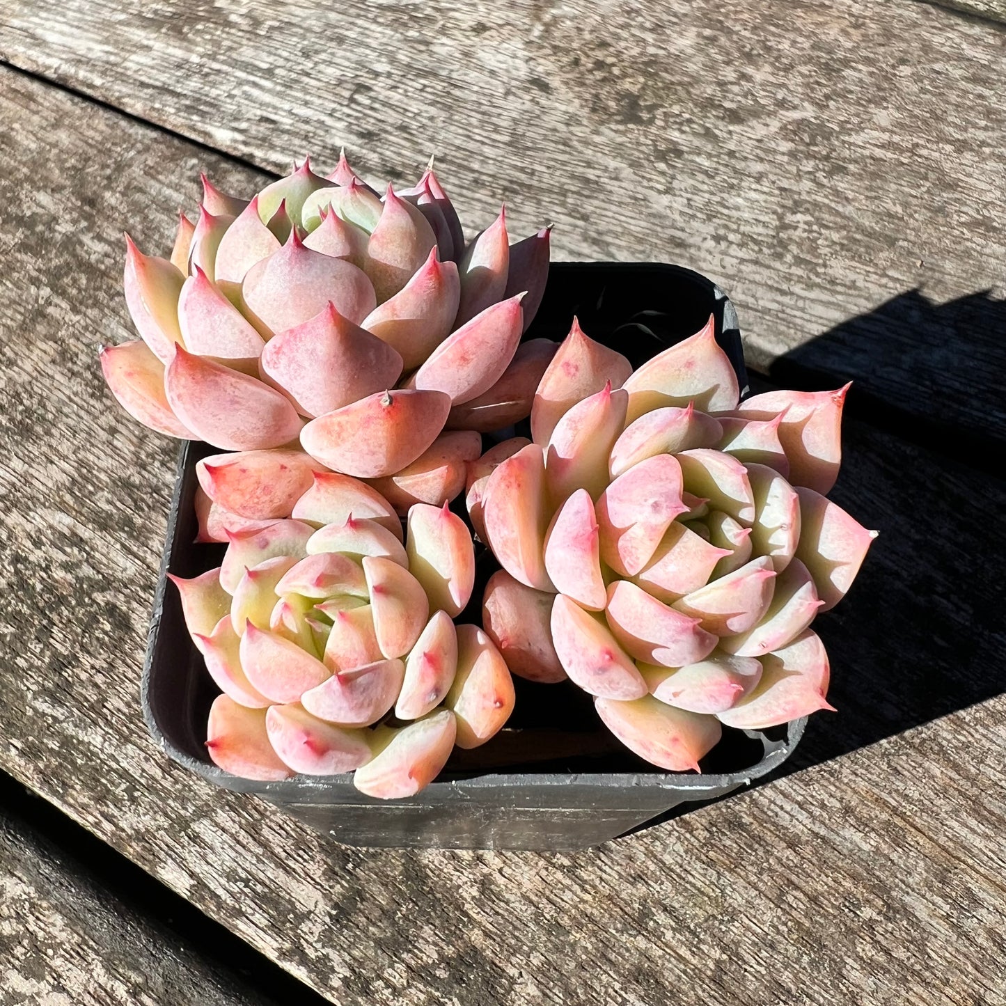 3007 Echeveria Tippy (Multi)