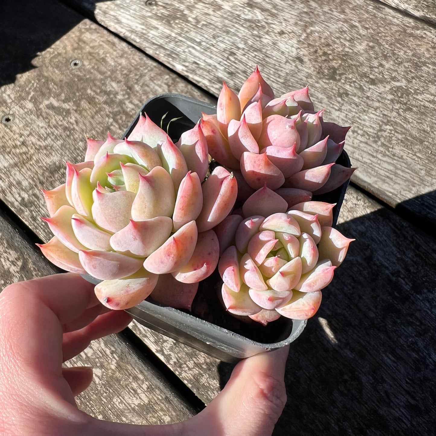 3007 Echeveria Tippy (Multi)