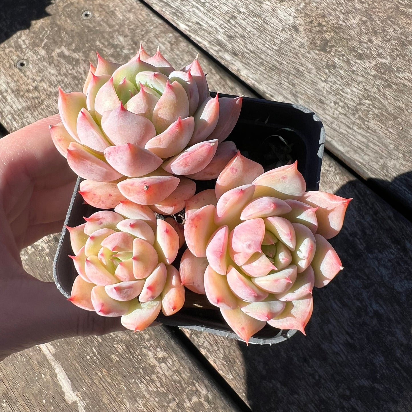 3007 Echeveria Tippy (Multi)