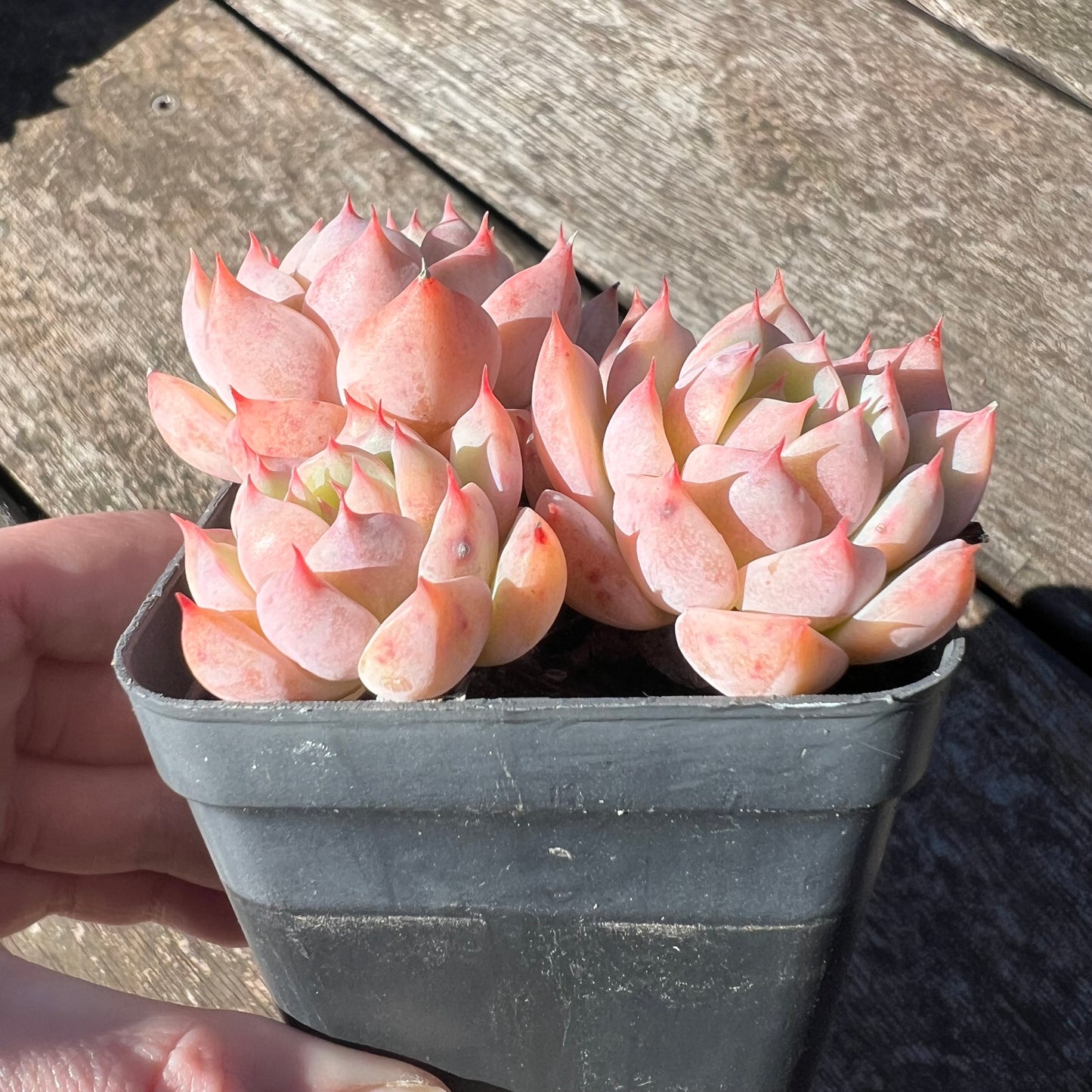 3007 Echeveria Tippy (Multi)