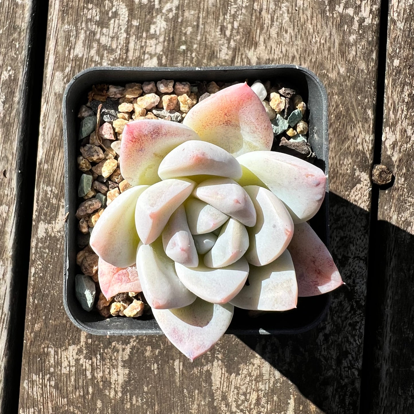 3007 Echeveria 'White Shell'