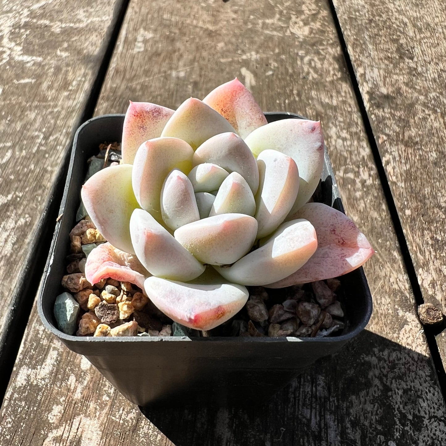 3007 Echeveria 'White Shell'