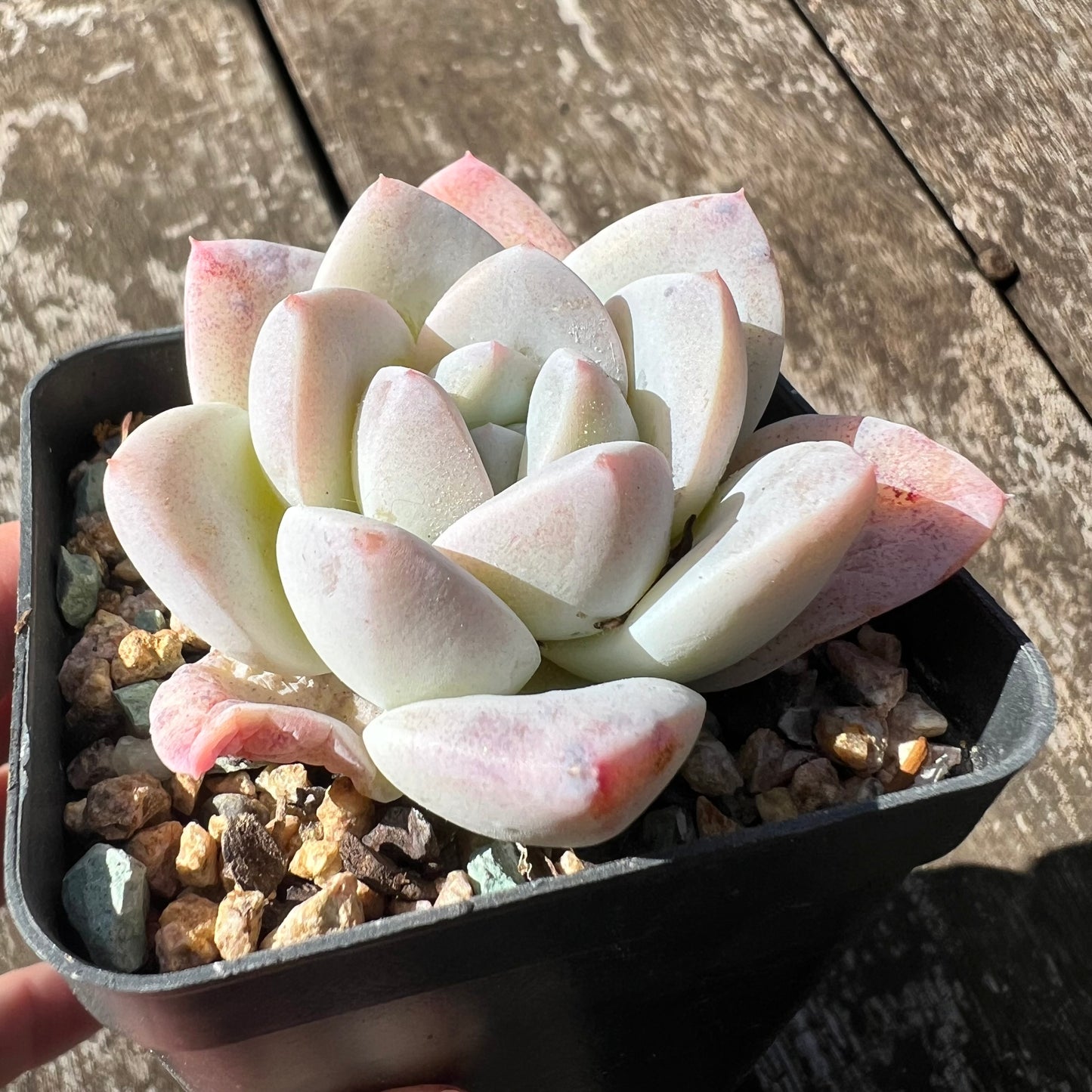 3007 Echeveria 'White Shell'