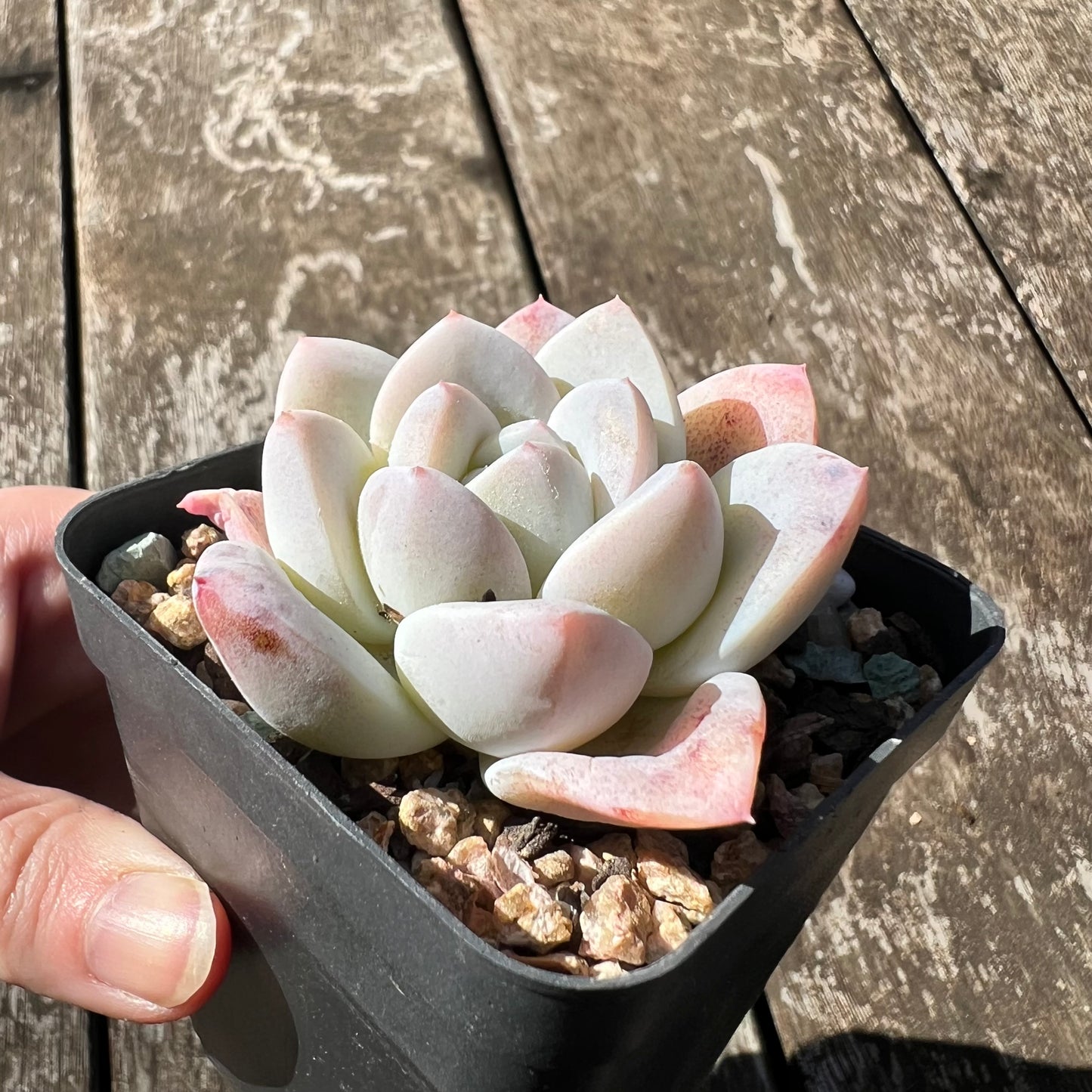 3007 Echeveria 'White Shell'