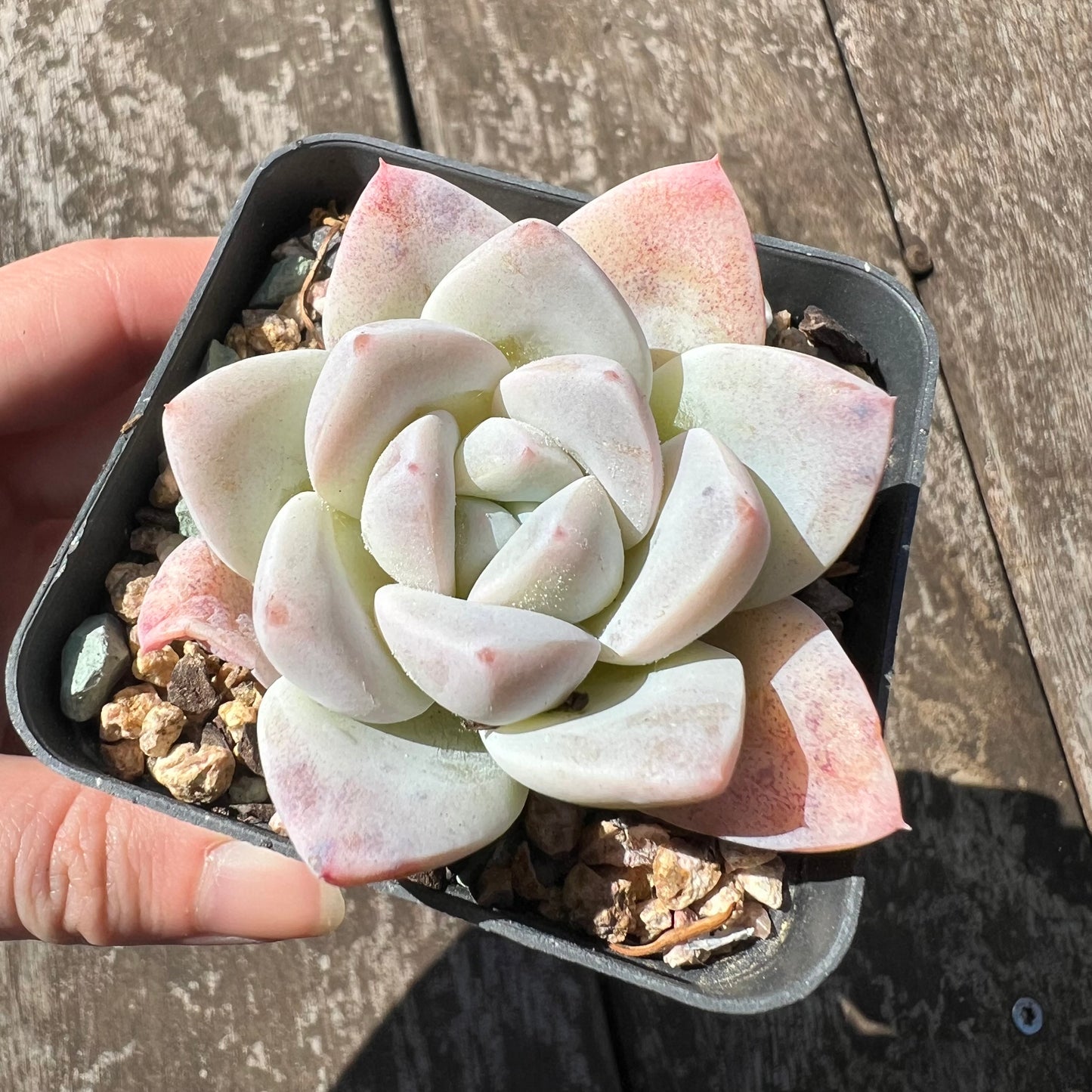 3007 Echeveria 'White Shell'